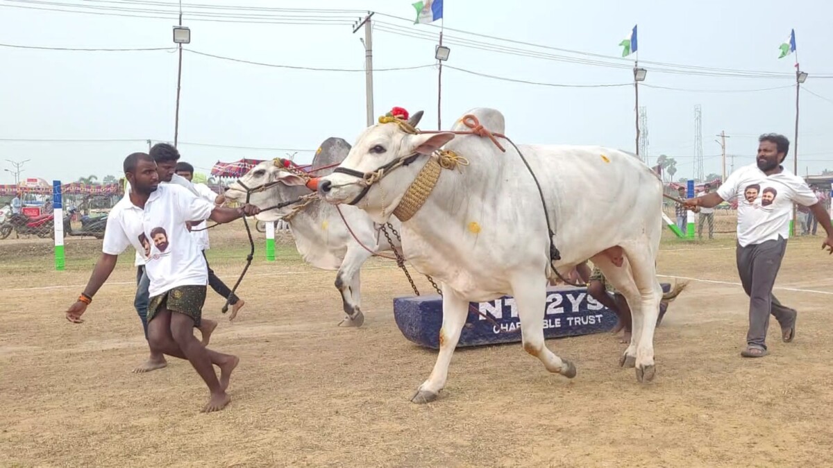 మూడవ రోజుకు చేరుకున్న ఎన్టీఆర్ 2 వైయస్సార్ జాతీయ స్థాయి ఒంగోలు జాతి ఎడ్ల బండలాగుడు ప్రదర్శన