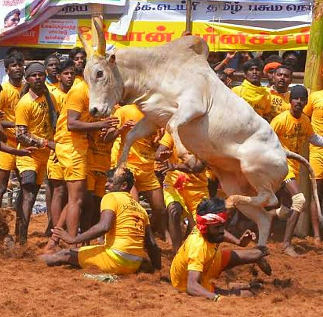 జల్లికట్టు క్రీడలో45 మంది యువకులకు గాయాలు