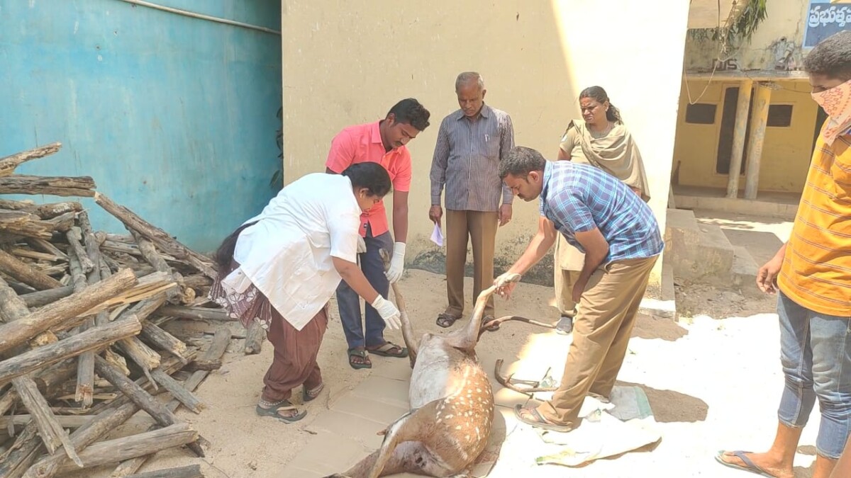 రైలు ట్రాక్ వద్ద రెండు దుప్పులు మృతి