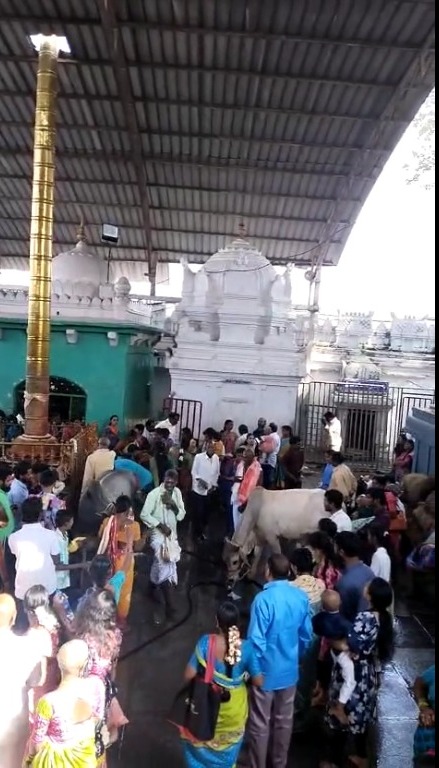 మహాశివరాత్రి పర్వదినం ముస్తాబైన వేములవాడ రాజన్న