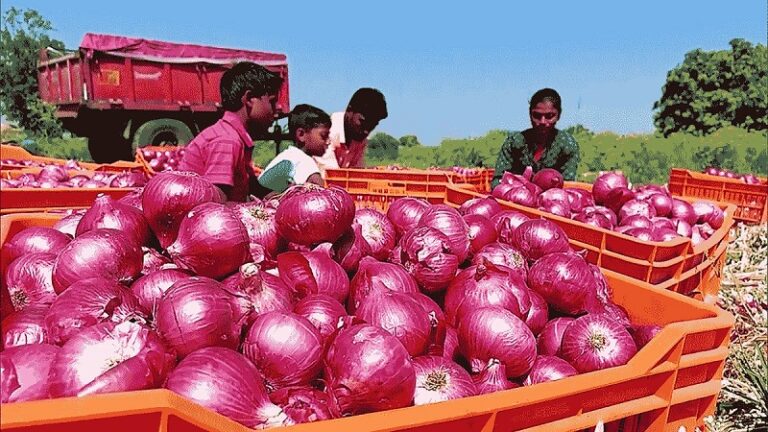 onion 1
