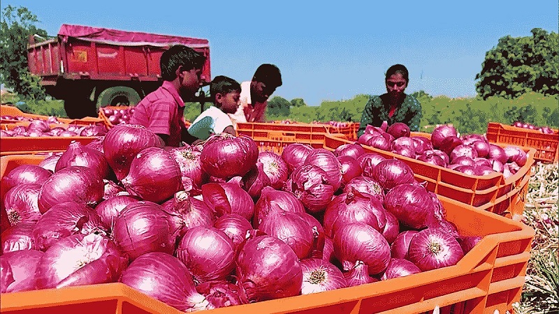 Government has directed NCCF and NAFED to initiate procurement of 5 lakh tonnes of onion for the buffer requirement directly from the farmers