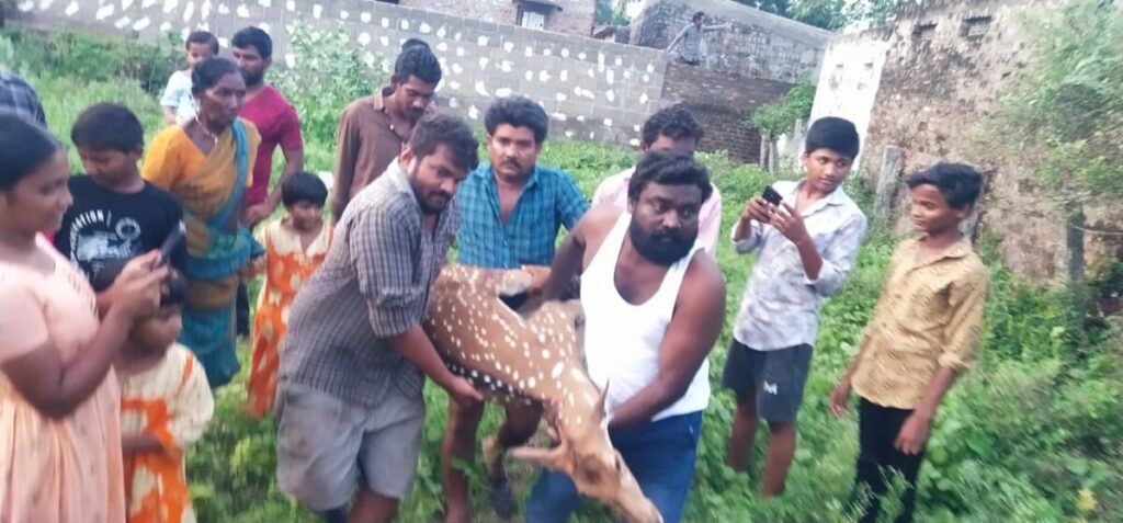 Spotted deer spotted in Keesara village