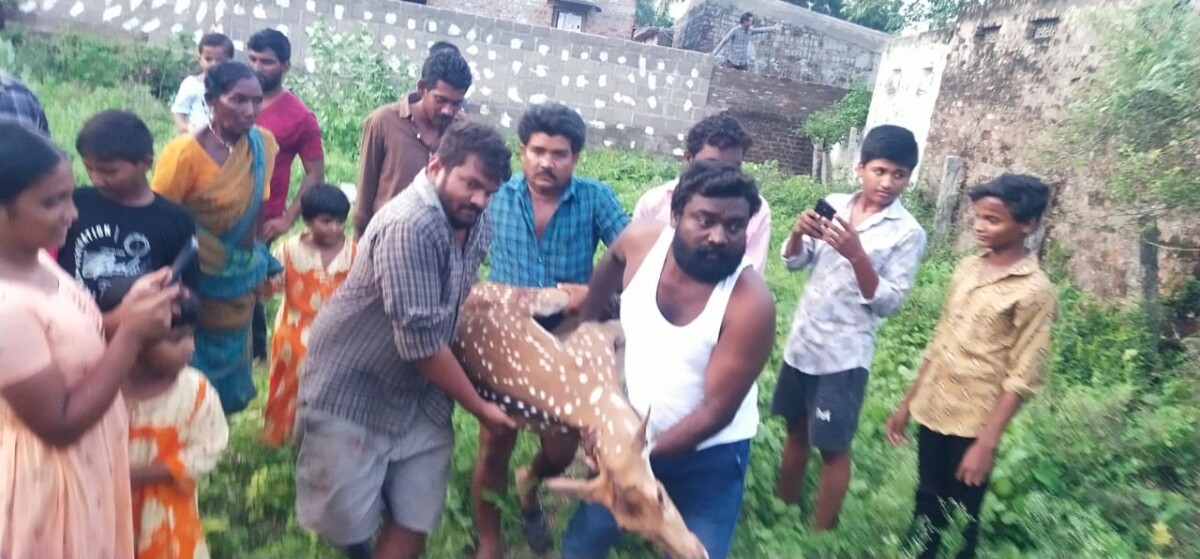 Deer : కీసర గ్రామంలో ప్రత్యక్షమైన మచ్చల జింక