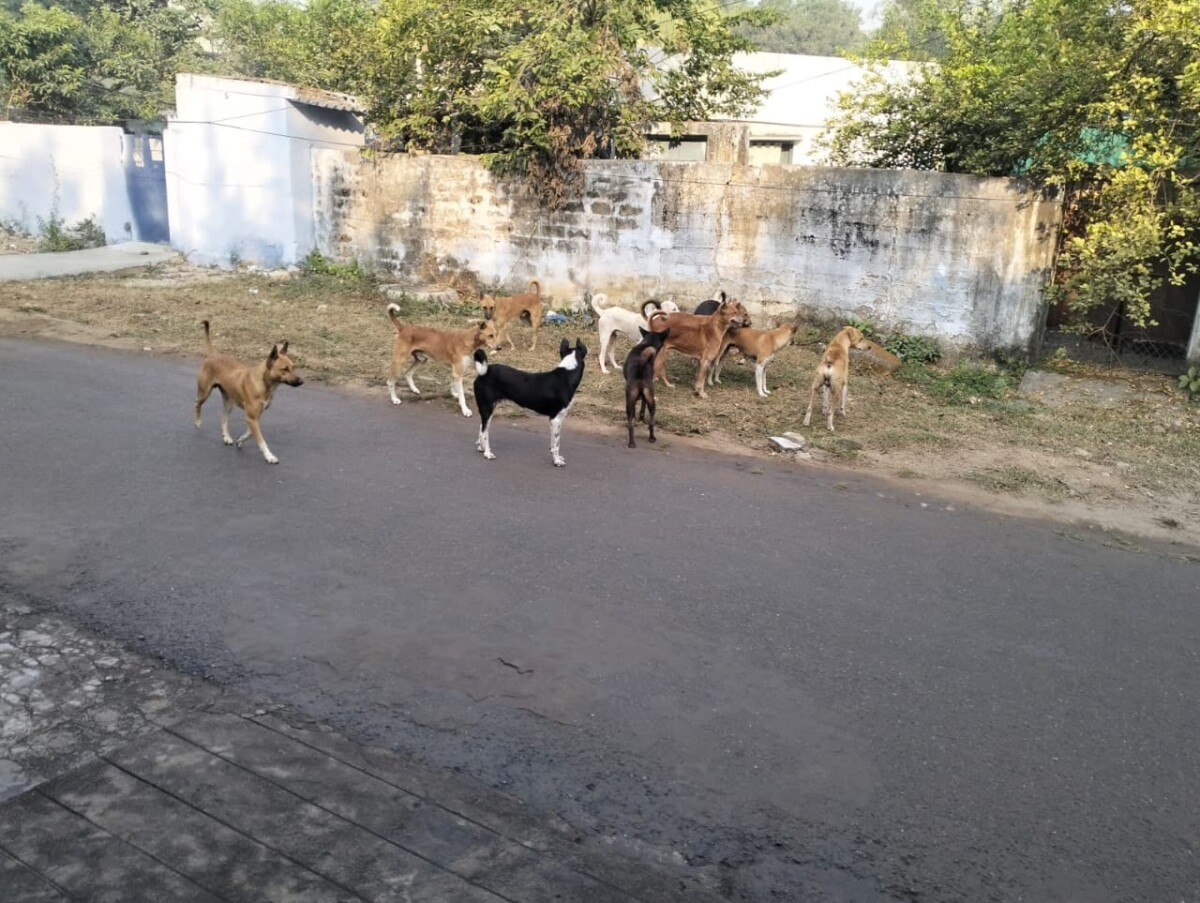 Dogs : ధికారులకు కాలనీవాసులు కుక్కల భయానికి సమాచారం చేశారు