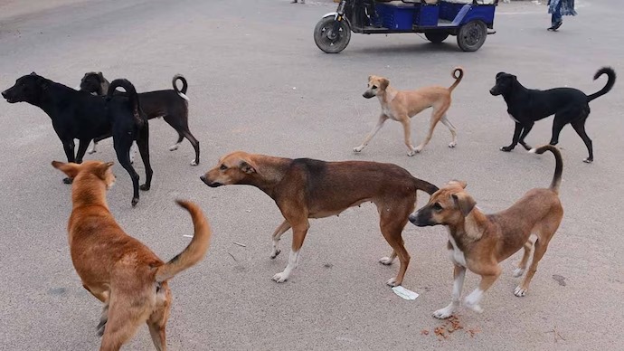 Stray Dogs : వీధికుక్కల దాడిలో మరో చిన్నారి మృతి