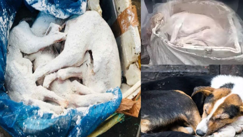 Dog Meat : వ్యాపారి బరితెగింపు..’ మటన్ ముసుగులో కుక్కమాంసం విక్రయాలు? రాజస్థాన్ టూ బెంగుళూరు?