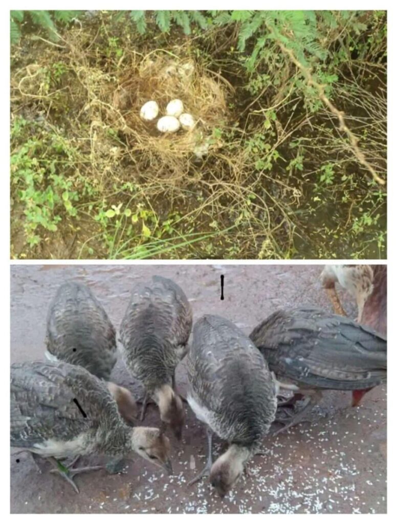 He brought the eggs found in the forest and hatched them with hen