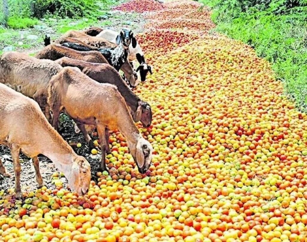 Tomato rate down.. Parabosi farmers protest