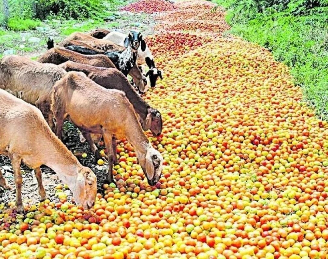 Tomato rate : టమాటా రేటు డౌన్.. పారబోసి రైతుల నిరసన