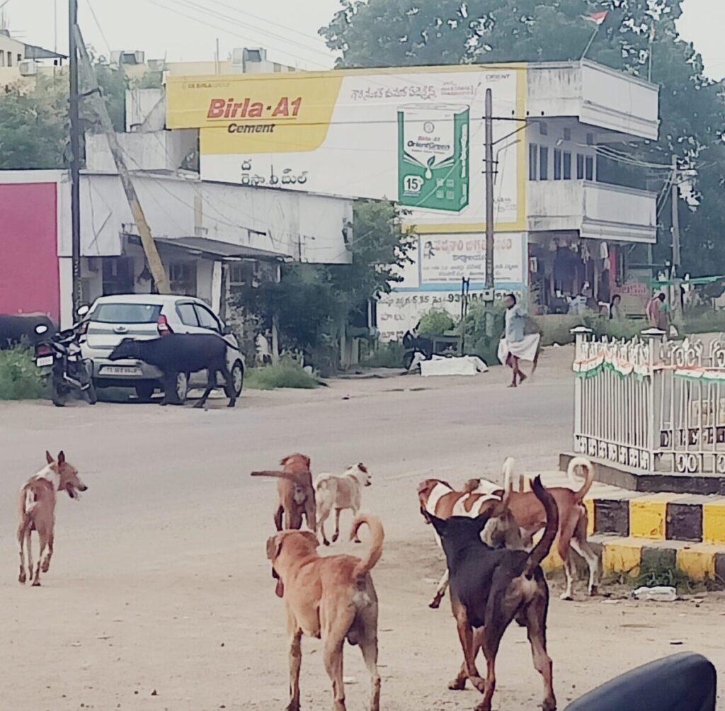 Dogs are terrorizing the townspeople..Municipal officials who don't care