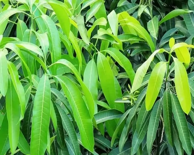 Mango Leaves : మామిడి ఆకులతో మధుమేహం, క్యాన్సర్, గుండె జబ్బుల నుంచి రక్షణ