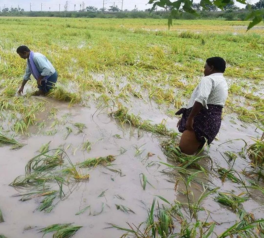 Crop Loss : ఏపీలో 5.64 లక్షల ఎకరాల్లో పంట నష్టం