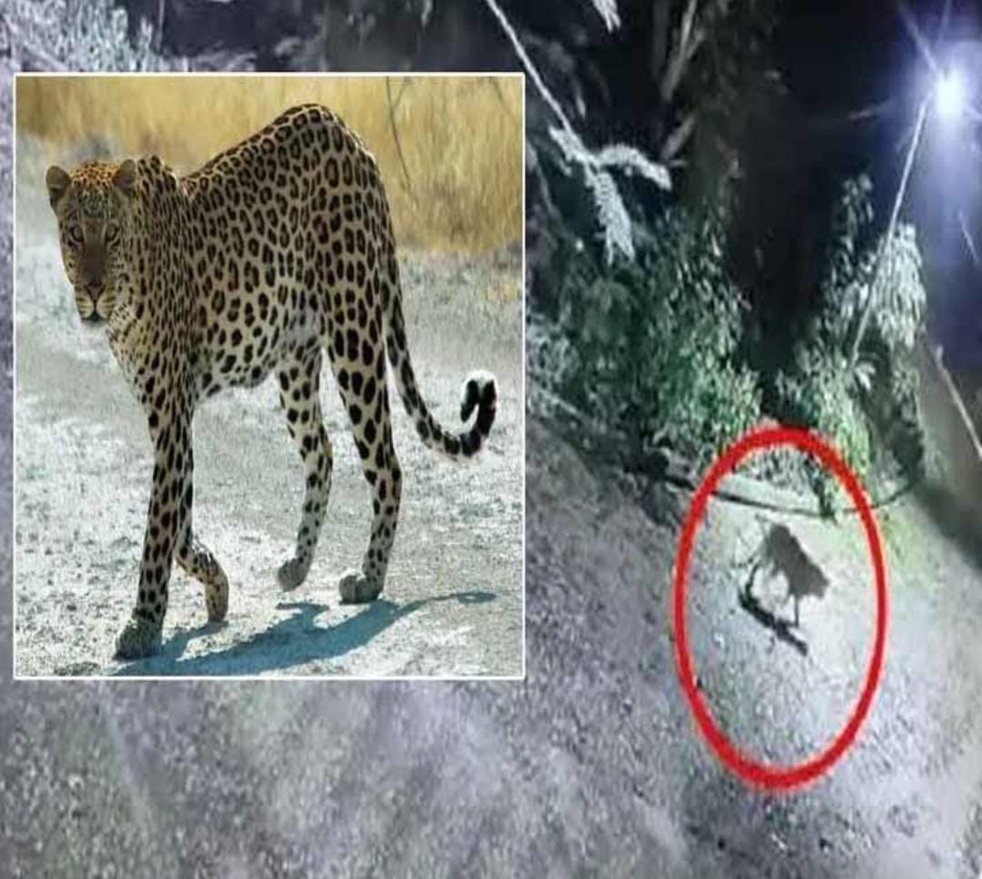 Leopard : రాజమండ్రిలో చిరుతపులి కలకలం రేపింది