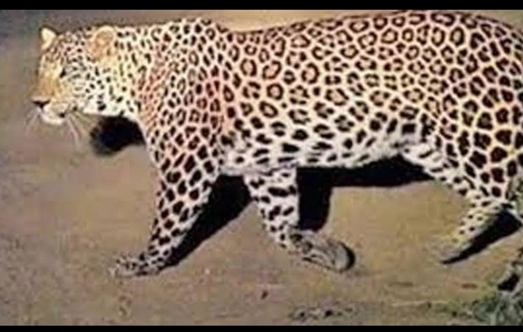 “Leopard” : కడియం నర్సరీ ప్రాంతానికి “చిరుత”