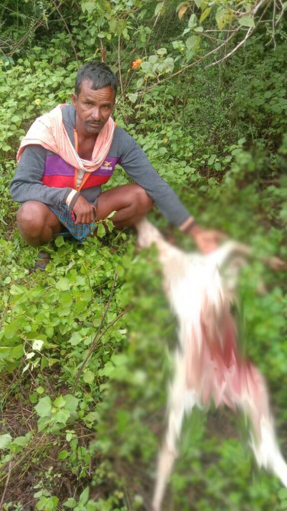 Cheetah movement in Damara Gidda of Narayanapet district