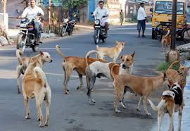 Stray Dogs : 10 నెలల బాలుడిని పీక్కుతిన్న వీధి కుక్కలు