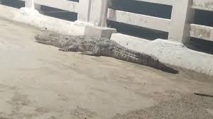 Crocodile : పులిచింతల ప్రాజెక్ట్ పై మొసలి సంచారం