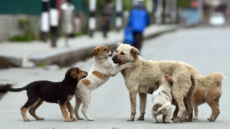 States Kerala stray dogs