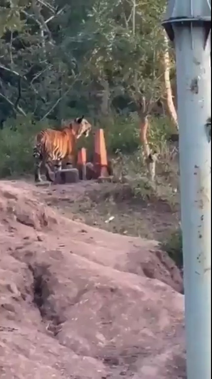 Tiger Attack : ఆసిఫాబాద్‌లో పులి దాడి.. యువతి మృతి