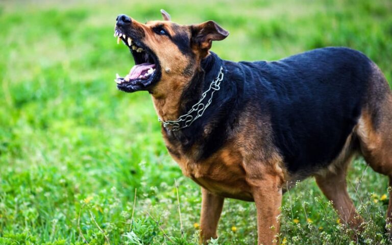 4OEDUE7 dog attack jpg