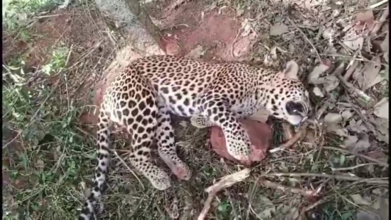 WhatsApp Image 2024 12 19 at 3.37.17 PM