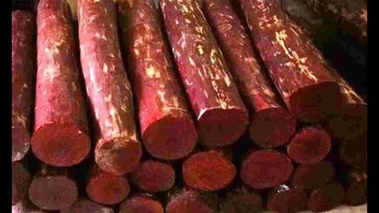 Red Sandal Timber Farming