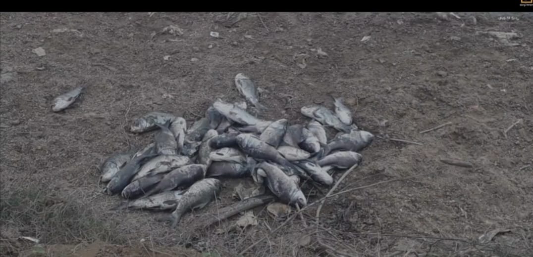 Fish Death : చెరువులో చేపల మృత్యువాత