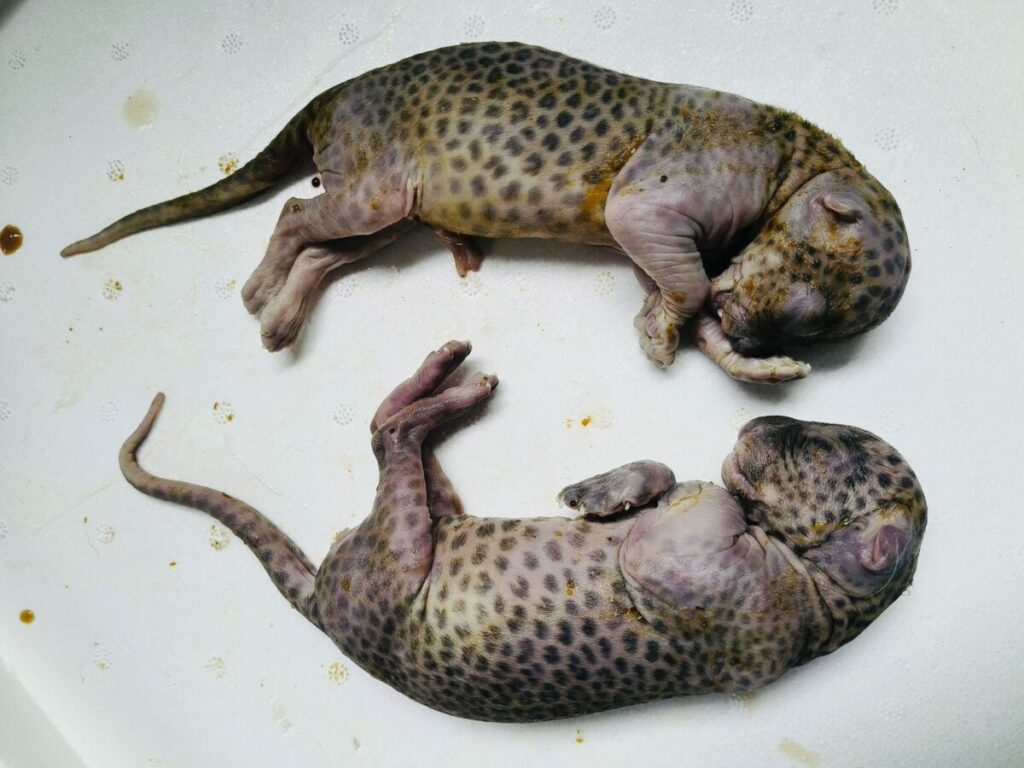 Leopard killed with auto 