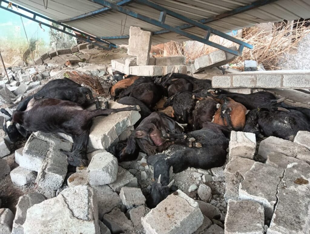 Untimely rains claim goats