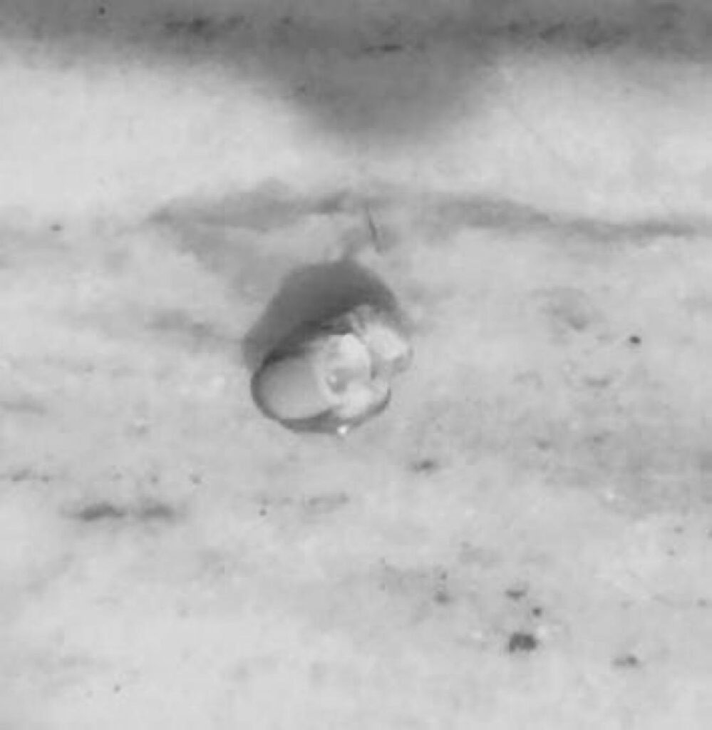 Ticket operator bites woman's