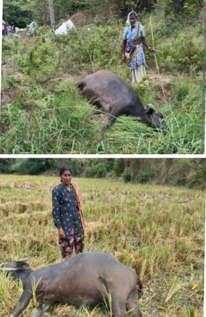 Two dairy buffaloes died 