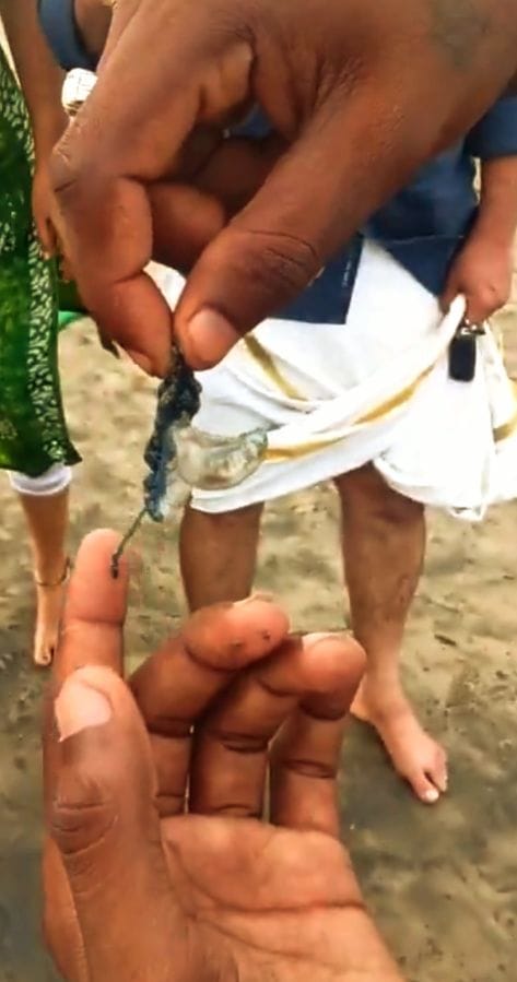 Poisonous insects attacked