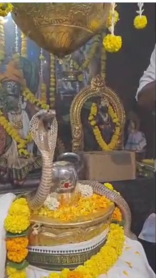 Mesmerizing scene – A cobra 