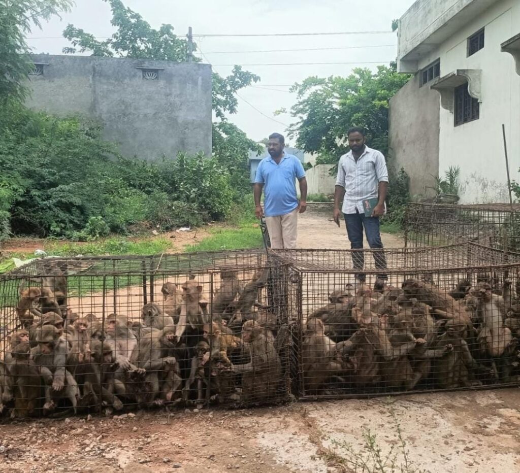 Monkeys caught and imprisoned 
