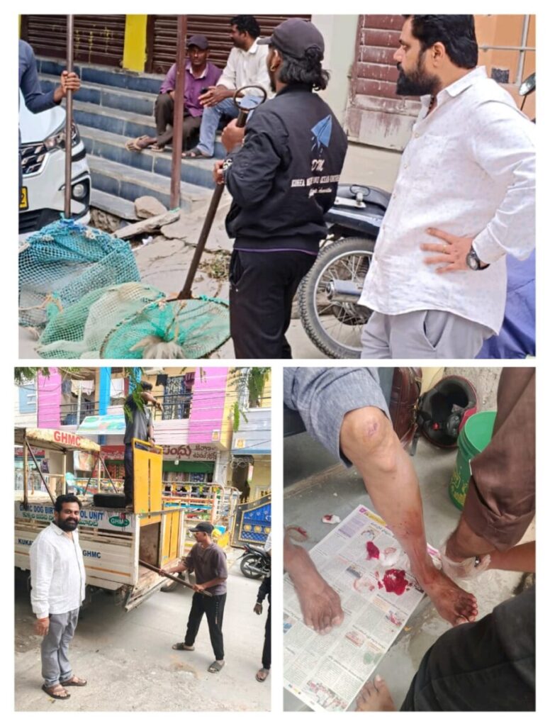 Stray dogs roaming freely 