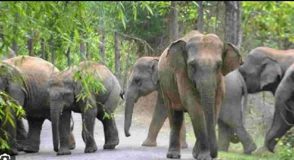 Elephants wreak havoc in