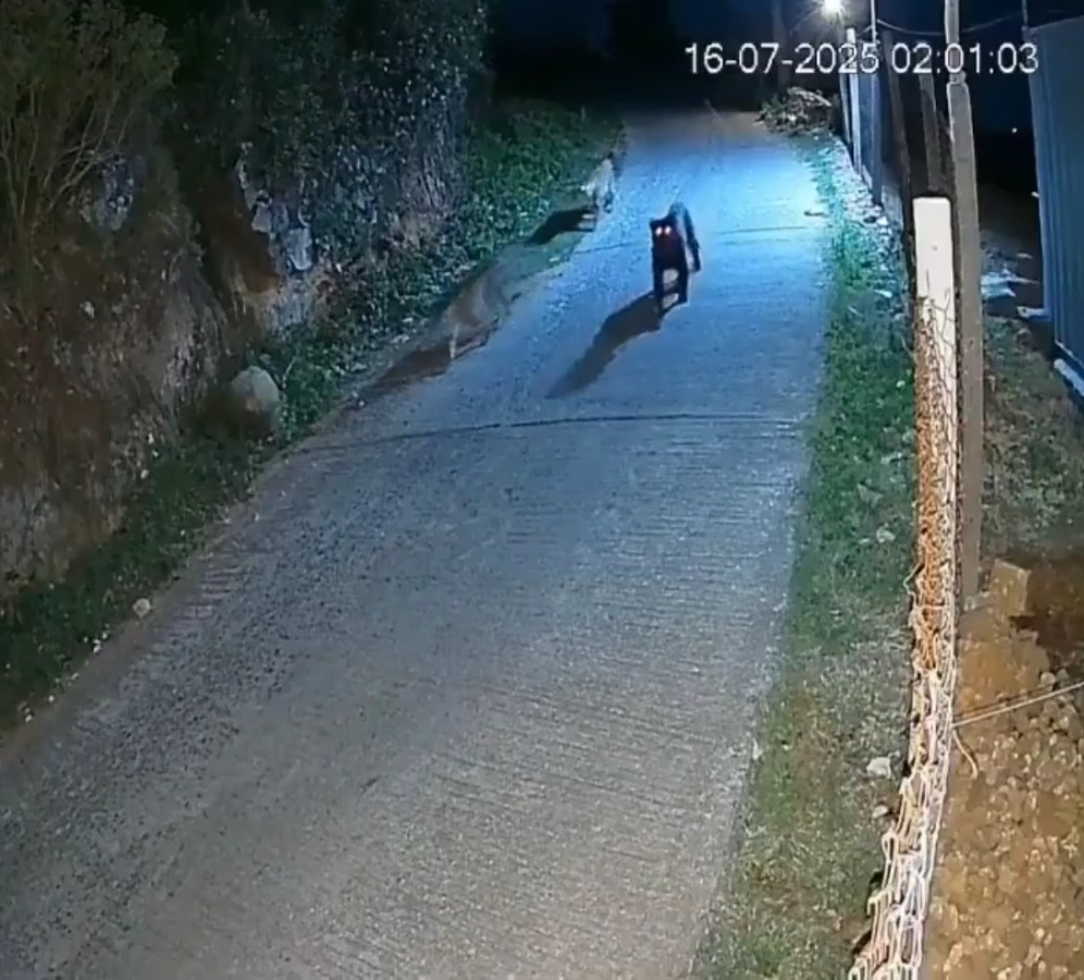 Rare Black Panther Spotted