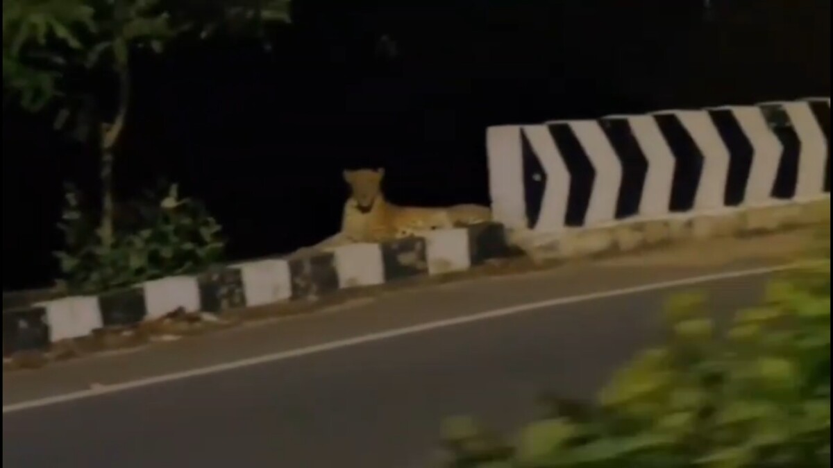 Leopard : తిరుపతి జూపార్క్ రోడ్డులో చిరుత కలకలం