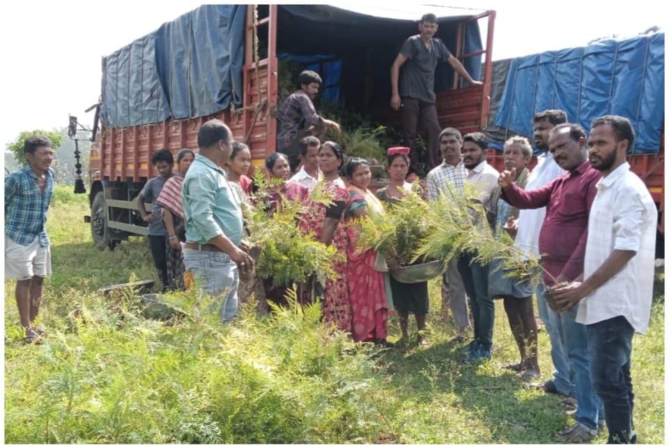 Silver Oak saplings distribution 