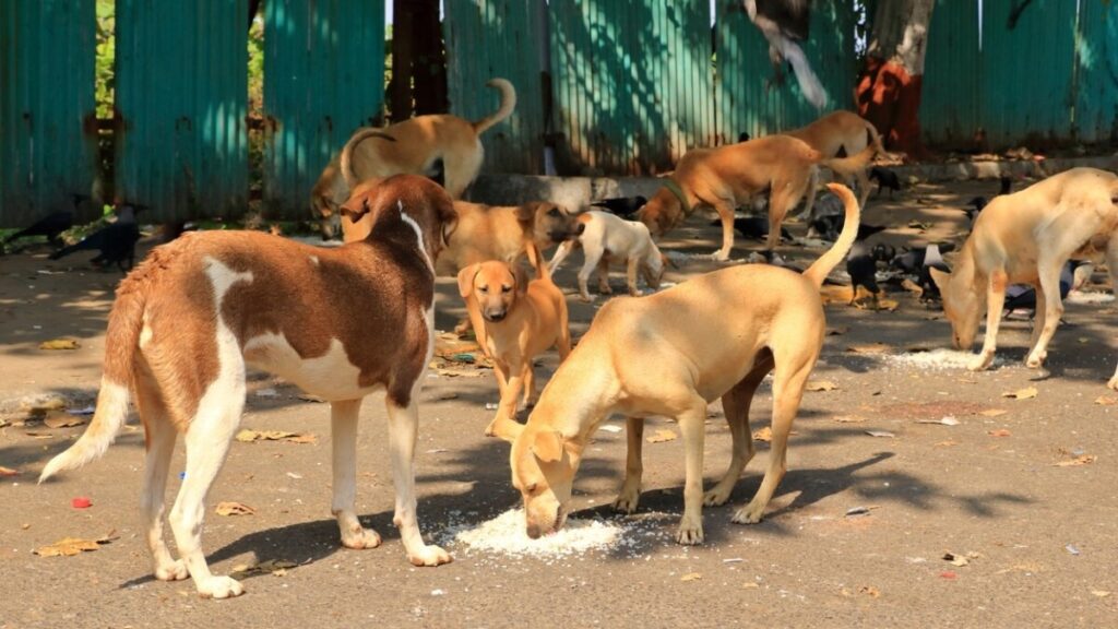 Here are 10 new rules on stray dogs 