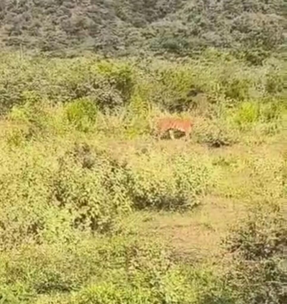 A large tiger roaming