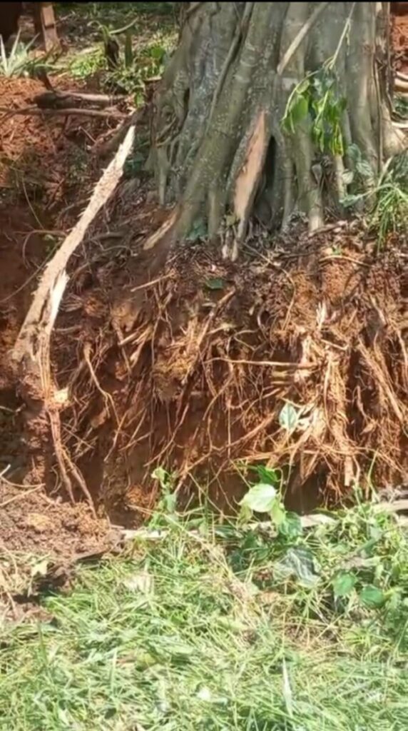 Illegal removal of plant wealth