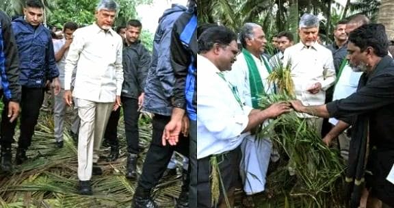 It is better to grow edible crops