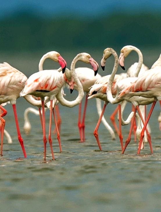 We will make it a permanent residence