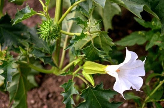 Two children fall seriously ill