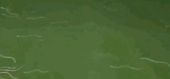 Snake-like fish in Krishna River