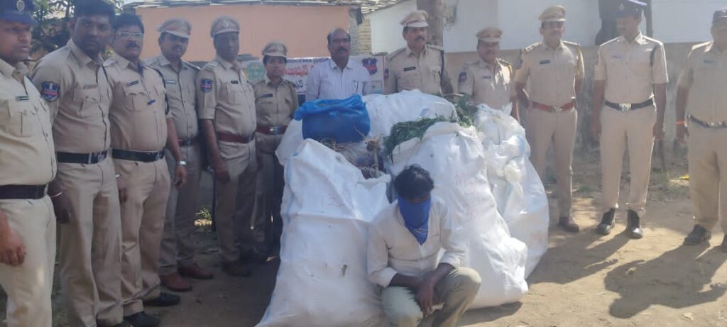 Intoxicating plants in green yellow field  