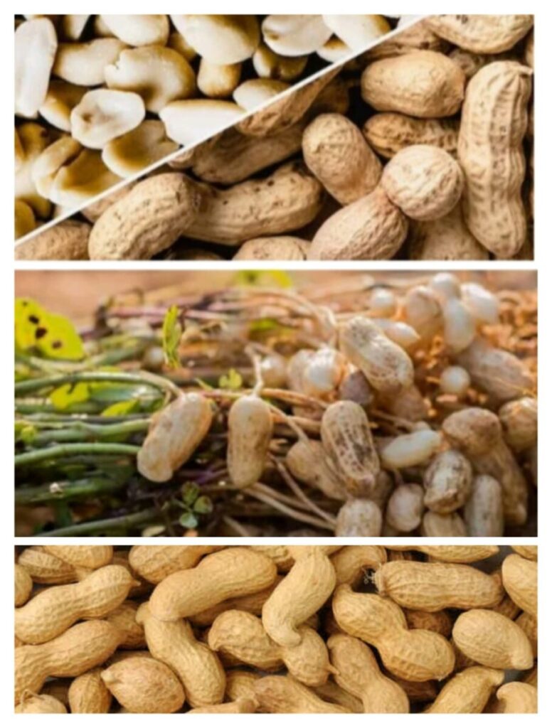 Groundnut open auction
