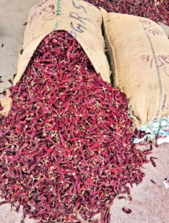 Canned Byadgi Chilli fetches highest price